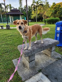 Butter - Mixed Breed Dog