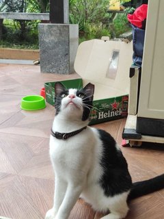 Oreo - Domestic Short Hair Cat