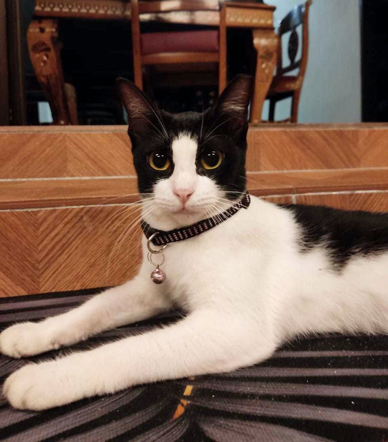 Oreo - Domestic Short Hair Cat