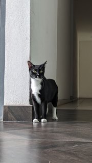 Saloma - Domestic Short Hair Cat