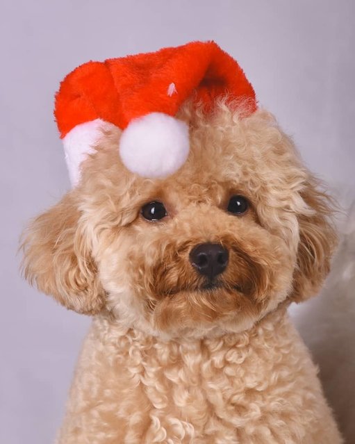 Teeny - Poodle Dog