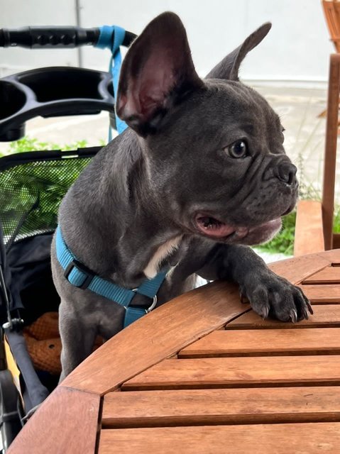 Louie - French Bulldog Dog