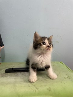 Zoro Oyen Pirate - Persian + Domestic Long Hair Cat