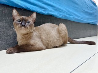 Siamese Moana  - Domestic Short Hair Cat