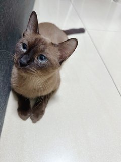 Siamese Moana  - Domestic Short Hair Cat