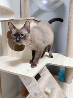 Siamese Moana  - Domestic Short Hair Cat