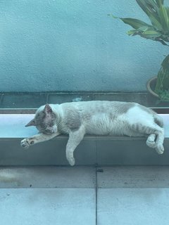 Snow Ball - Domestic Short Hair Cat