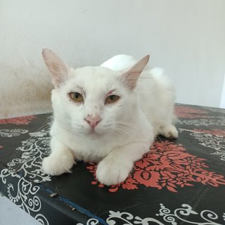 Butty - Turkish Angora + Tabby Cat