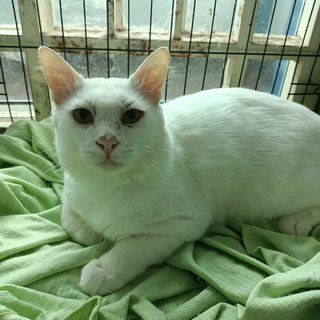 Butty - Turkish Angora + Tabby Cat