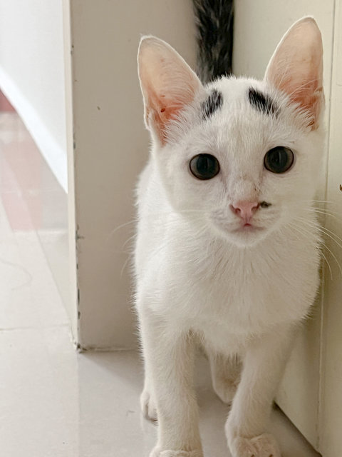 White Kitten - Domestic Short Hair Cat