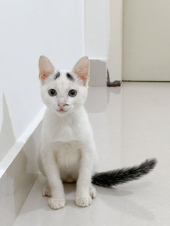 White Kitten - Domestic Short Hair Cat