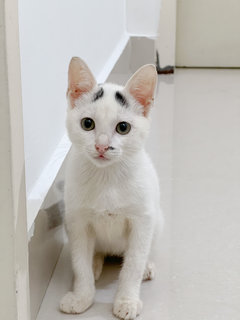 White Kitten - Domestic Short Hair Cat