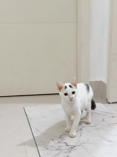 White Kitten - Domestic Short Hair Cat