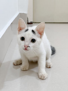 White Kitten - Domestic Short Hair Cat