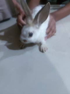 Bunny - Rex Rabbit