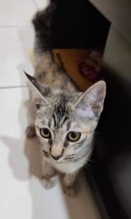 Kk  - Domestic Short Hair Cat