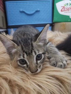 Manja (Ibu - Black) &amp; Belang (Anak) - Domestic Short Hair Cat