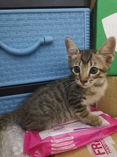 Manja (Ibu - Black) &amp; Belang (Anak) - Domestic Short Hair Cat