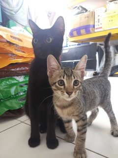 Manja (Ibu - Black) &amp; Belang (Anak) - Domestic Short Hair Cat