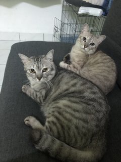 The Boys [Closed] - Domestic Short Hair Cat