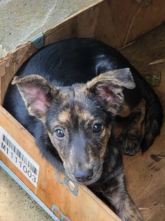 Minnie - Mixed Breed Dog