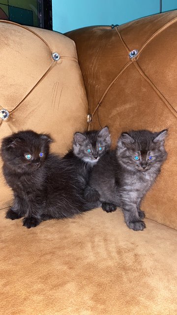 Lucy Families - Scottish Fold Cat