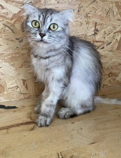 Lucy Families - Scottish Fold Cat