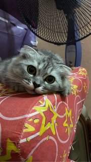 Lucy Families - Scottish Fold Cat