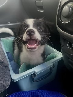 Border Collie  - Border Collie Dog