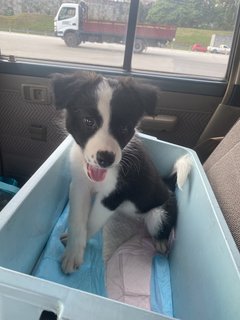 Border Collie  - Border Collie Dog