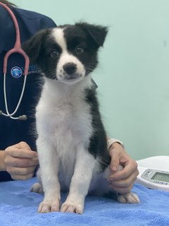 Border Collie  - Border Collie Dog