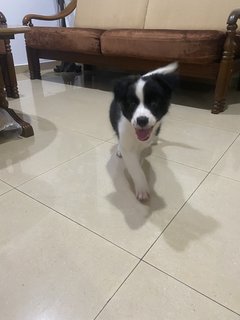 Border Collie  - Border Collie Dog