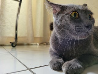 Bing - Domestic Short Hair Cat