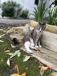 Mama Cat  - Domestic Short Hair Cat