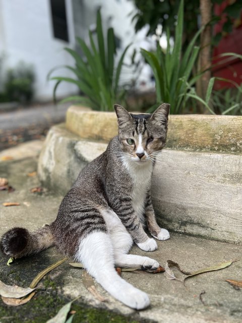 Mama Cat  - Domestic Short Hair Cat