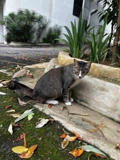 Mama Cat  - Domestic Short Hair Cat