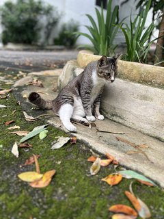 Mama Cat  - Domestic Short Hair Cat