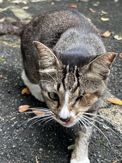 Mama Cat  - Domestic Short Hair Cat