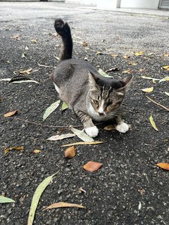 Mama Cat  - Domestic Short Hair Cat