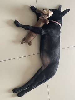 Luna - Mixed Breed Dog