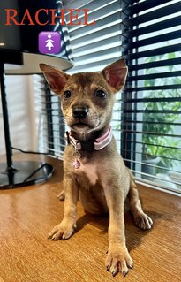 Rachel - Mixed Breed Dog