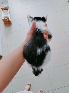 Qenqen - Domestic Short Hair + Domestic Medium Hair Cat