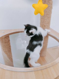 Qenqen - Domestic Short Hair + Domestic Medium Hair Cat