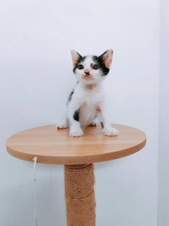 Qenqen - Domestic Short Hair + Domestic Medium Hair Cat
