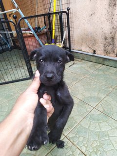 Puppy 3 - Mixed Breed Dog