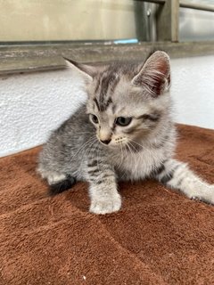 Bobba Tea - Domestic Medium Hair + Domestic Short Hair Cat