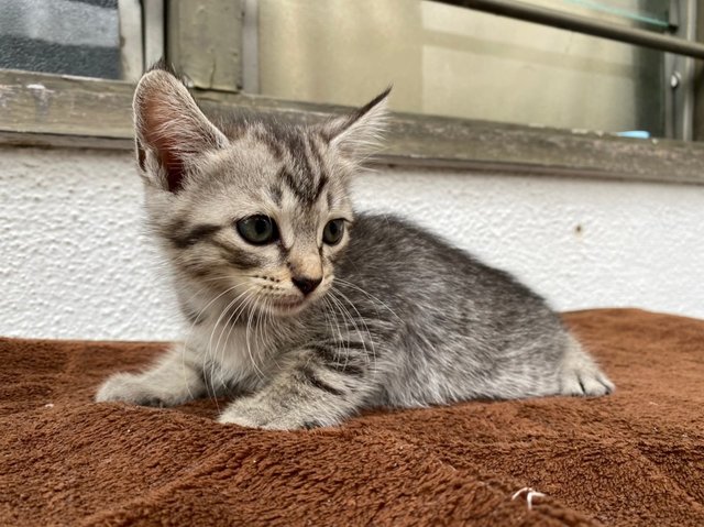 Bobba Tea - Domestic Medium Hair + Domestic Short Hair Cat