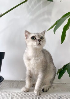 Miru - Scottish Fold + British Shorthair Cat