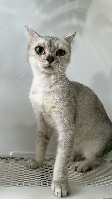 Miru - Scottish Fold + British Shorthair Cat