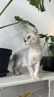 Miru - Scottish Fold + British Shorthair Cat